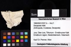 Foto (Objket + Etiketten) von Decapoda indet. 